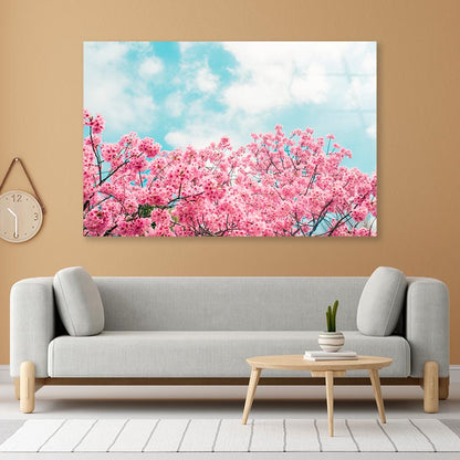 Kawazu Cherry Blossoms Tree & Sky View Acrylic Glass Print Tempered Glass Wall Art 100% Made in Australia Ready to Hang