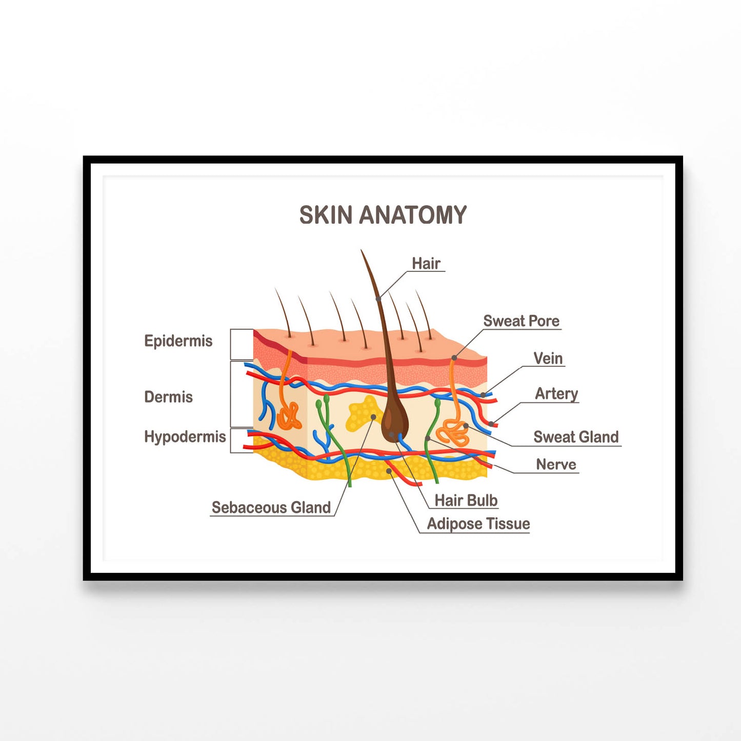 Human Skin Anatomy Home Decor Premium Quality Poster Print Choose Your Sizes