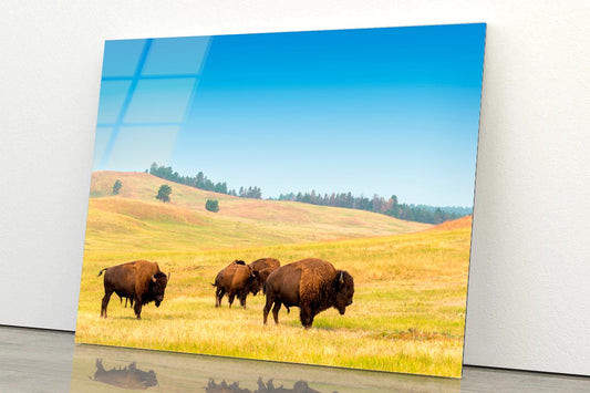 Herd of Buffalo Acrylic Glass Print Tempered Glass Wall Art 100% Made in Australia Ready to Hang