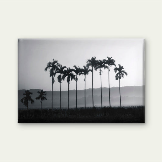 Betel Nut Palm Trees Thailand Wall Art Decor 100% Australian Made