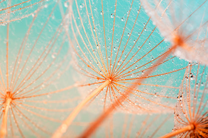 Dandelion Seed with Water Drops Acrylic Glass Print Tempered Glass Wall Art 100% Made in Australia Ready to Hang