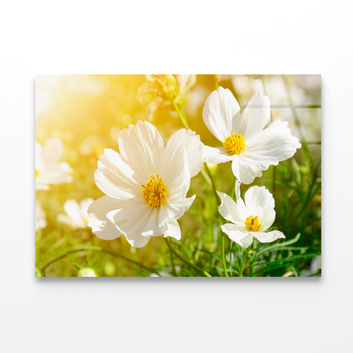 White Flowers Close-Up View In Garden Acrylic Glass Print Tempered Glass Wall Art 100% Made in Australia Ready to Hang