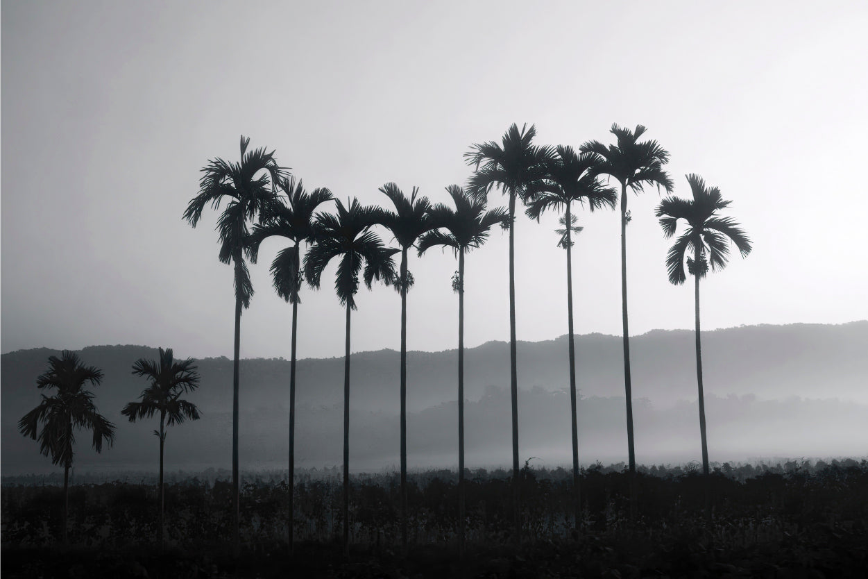 Betel Nut Palm Trees Thailand Wall Art Decor 100% Australian Made