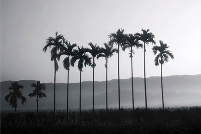 Betel Nut Palm Trees Thailand Wall Art Decor 100% Australian Made