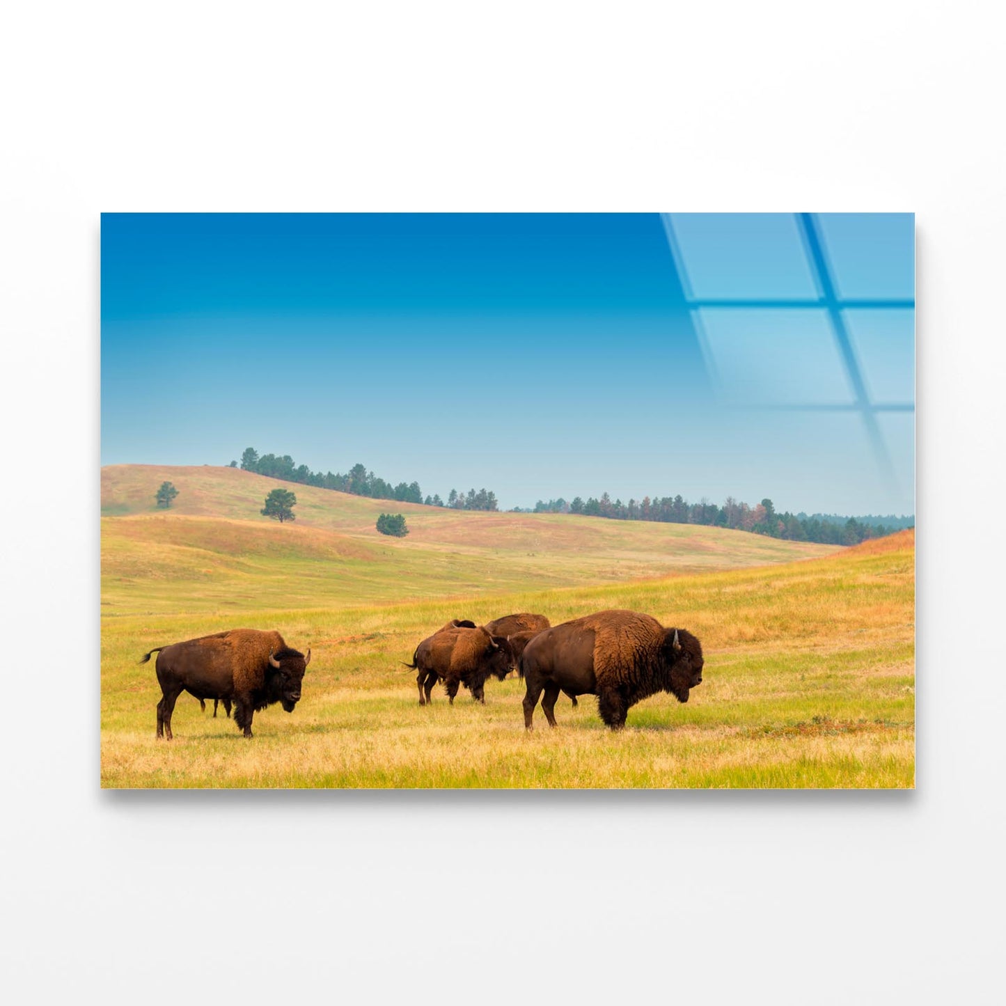 Herd of Buffalo Acrylic Glass Print Tempered Glass Wall Art 100% Made in Australia Ready to Hang