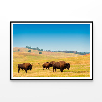 Herd of Buffalo Home Decor Premium Quality Poster Print Choose Your Sizes