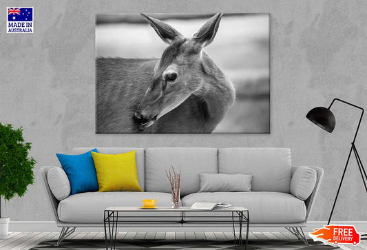 Deer Face B&W View Photograph 90x60cm Print 100% Australian Made