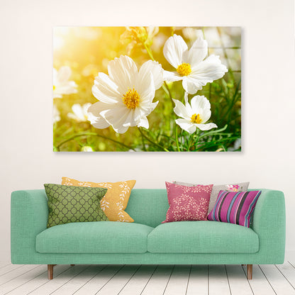 White Flowers Close-Up View In Garden Acrylic Glass Print Tempered Glass Wall Art 100% Made in Australia Ready to Hang