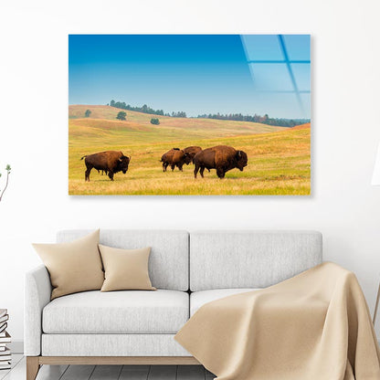 Herd of Buffalo Acrylic Glass Print Tempered Glass Wall Art 100% Made in Australia Ready to Hang