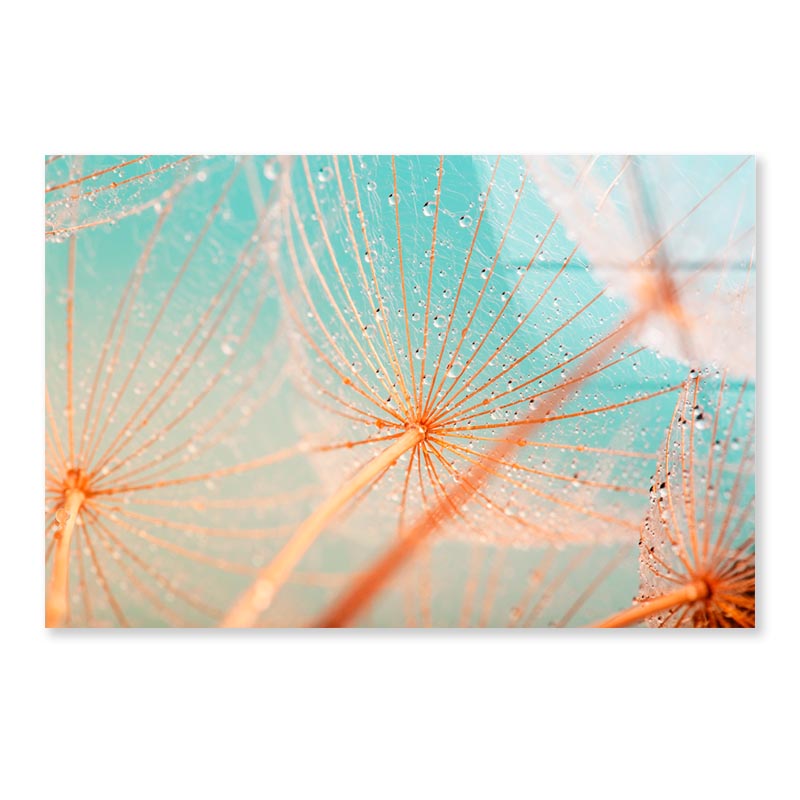 Dandelion Seed with Water Drops Acrylic Glass Print Tempered Glass Wall Art 100% Made in Australia Ready to Hang