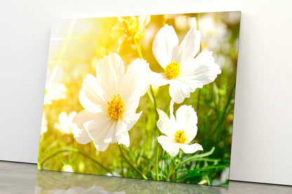 White Flowers Close-Up View In Garden Acrylic Glass Print Tempered Glass Wall Art 100% Made in Australia Ready to Hang