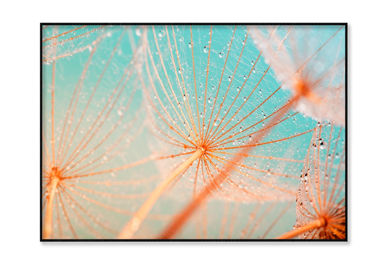 Dandelion Seed with Water Drops Home Decor Premium Quality Poster Print Choose Your Sizes