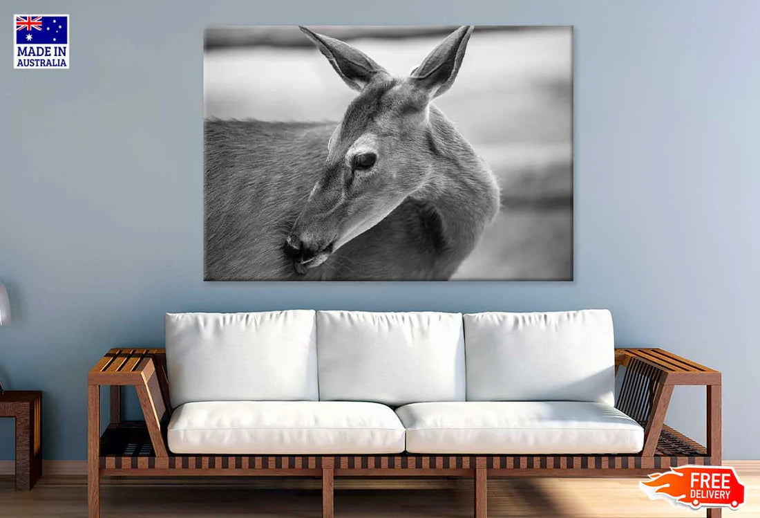 Deer Face B&W View Photograph 90x60cm Print 100% Australian Made