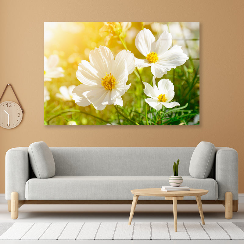 White Flowers Close-Up View In Garden Acrylic Glass Print Tempered Glass Wall Art 100% Made in Australia Ready to Hang