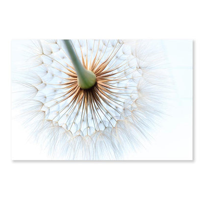 Dandelion With Seeds Blowing in The Wind Acrylic Glass Print Tempered Glass Wall Art 100% Made in Australia Ready to Hang