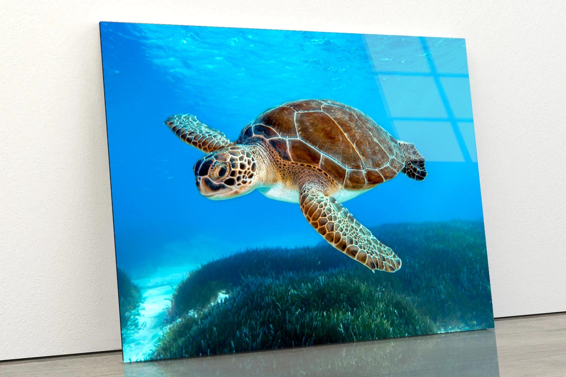 Turtle Swimming in The Ocean with A Lot of Water Acrylic Glass Print Tempered Glass Wall Art 100% Made in Australia Ready to Hang