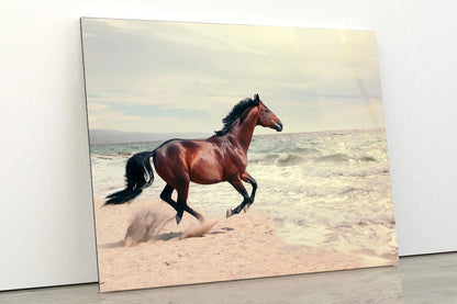 Wonderful Marine Landscape with Beautiful Bay Horse Acrylic Glass Print Tempered Glass Wall Art 100% Made in Australia Ready to Hang