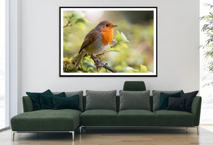 Bird In Family Turdidae, With Beak Open in Profile Home Decor Premium Quality Poster Print Choose Your Sizes