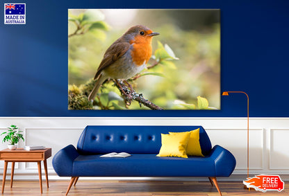 Bird In Family Turdidae, With Beak Open in Profile  Wall Art Decor 100% Australian Made