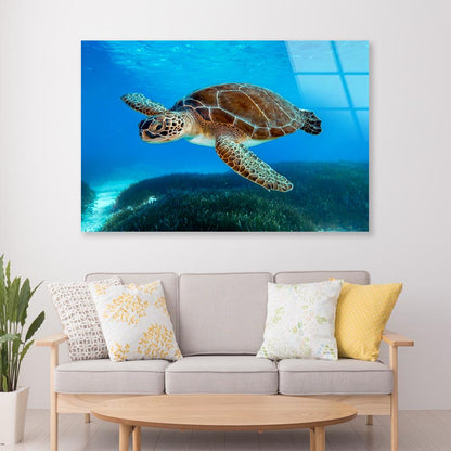 Turtle Swimming in The Ocean with A Lot of Water Acrylic Glass Print Tempered Glass Wall Art 100% Made in Australia Ready to Hang