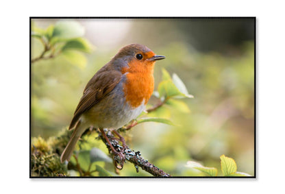 Bird In Family Turdidae, With Beak Open in Profile Home Decor Premium Quality Poster Print Choose Your Sizes