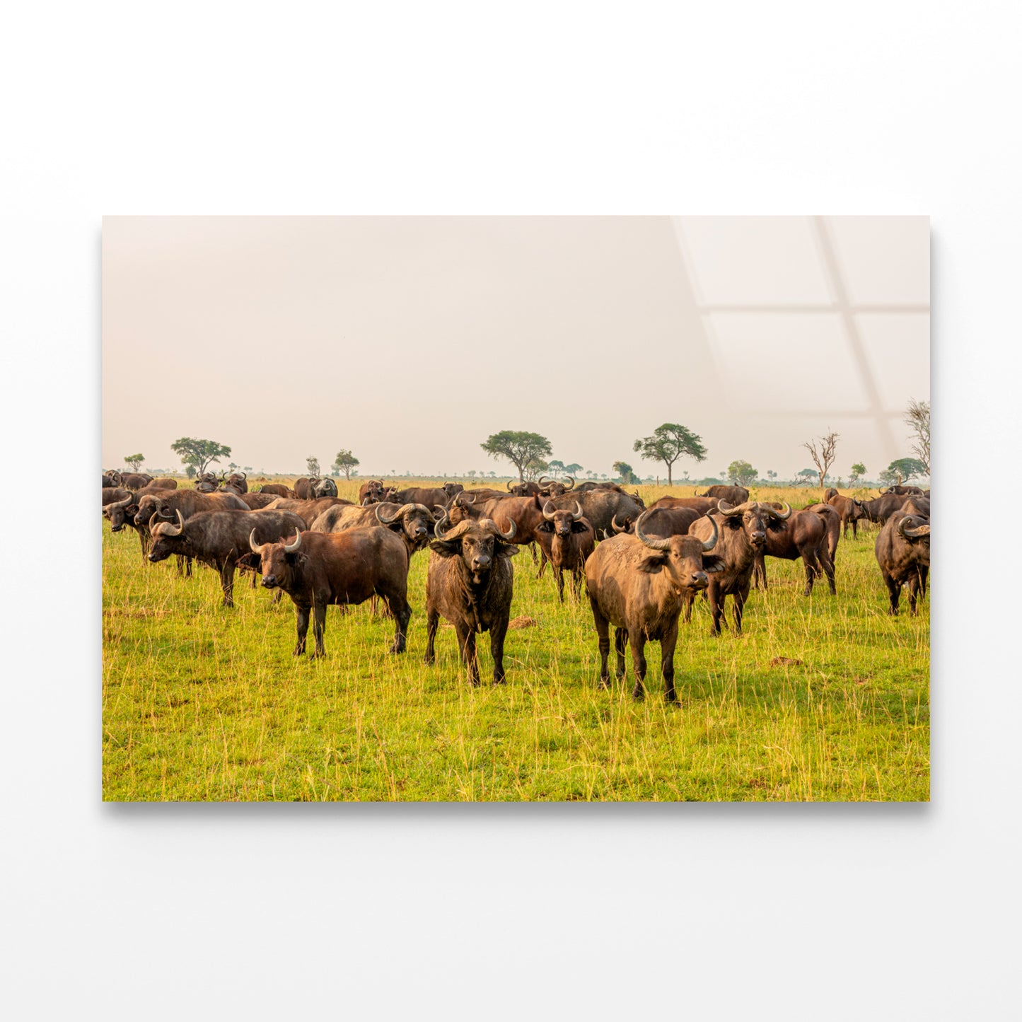 A Herd of Buffalo Grazing In a Field in Uganda Acrylic Glass Print Tempered Glass Wall Art 100% Made in Australia Ready to Hang