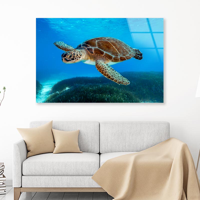 Turtle Swimming in The Ocean with A Lot of Water Acrylic Glass Print Tempered Glass Wall Art 100% Made in Australia Ready to Hang