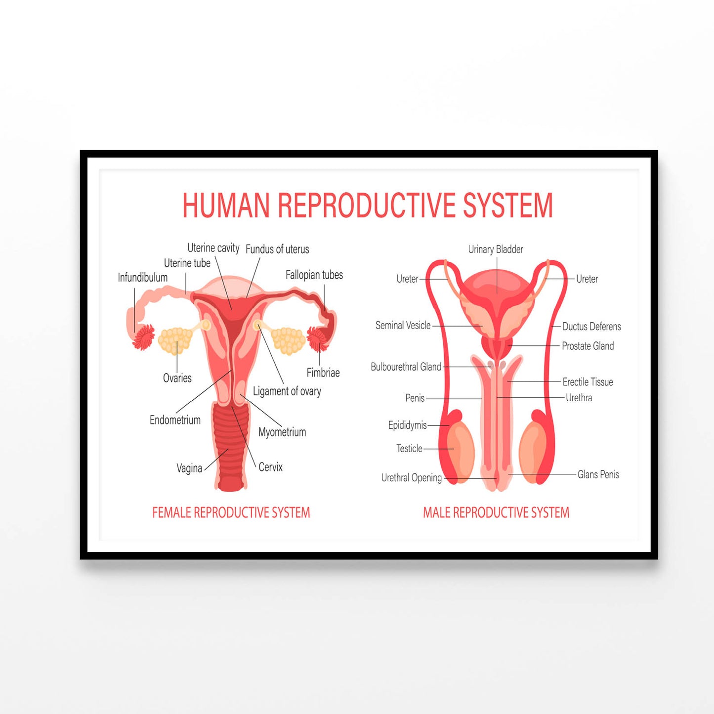 The Human Reproductive System Home Decor Premium Quality Poster Print Choose Your Sizes