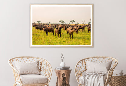 A Herd of Buffalo Grazing In a Field in Uganda Home Decor Premium Quality Poster Print Choose Your Sizes