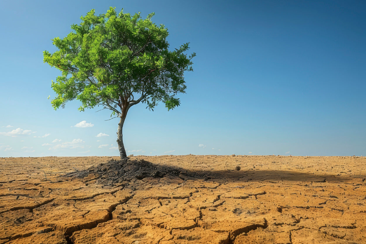 A Tree Is Standing In a Barren Desert Print 100% Australian Made