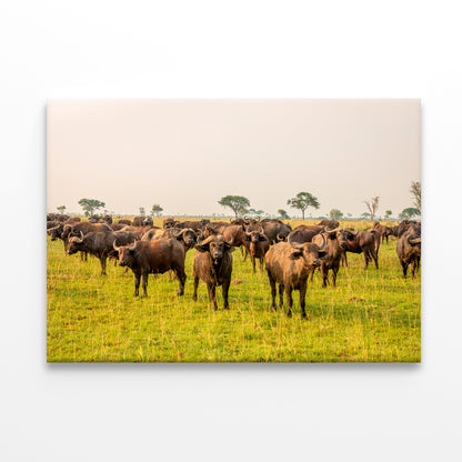 A Herd of Buffalo Grazing In a Field in Uganda Print 100% Australian Made