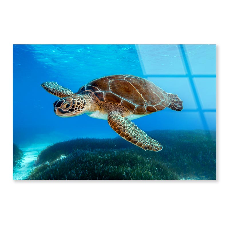 Turtle Swimming in The Ocean with A Lot of Water Acrylic Glass Print Tempered Glass Wall Art 100% Made in Australia Ready to Hang