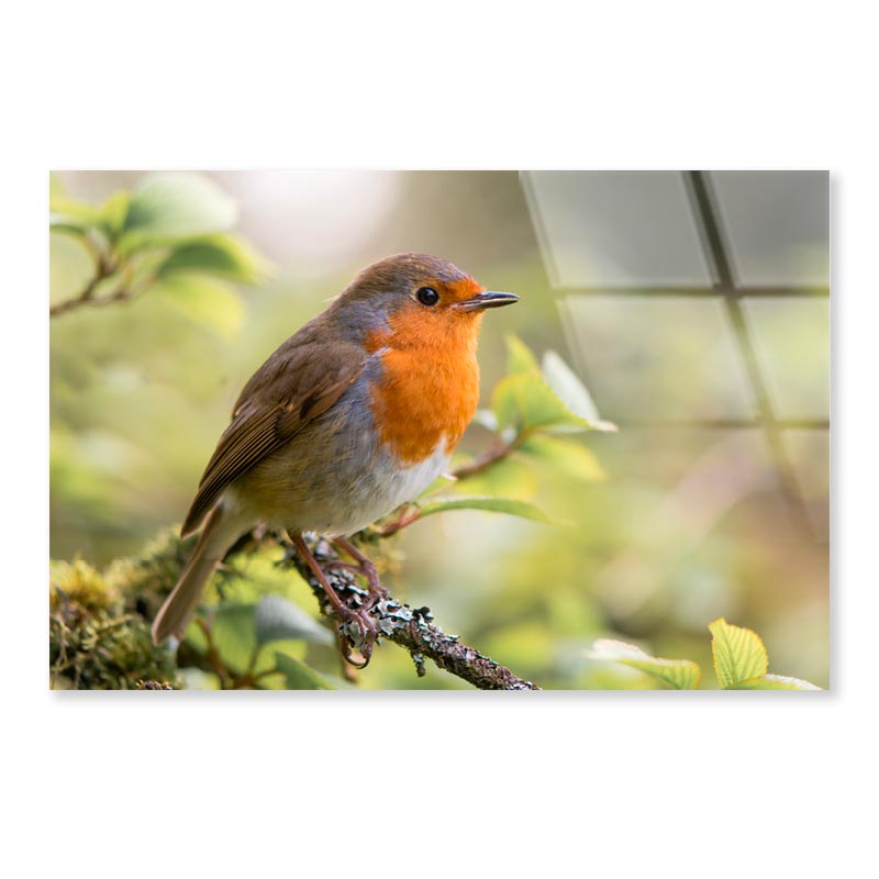 Bird In Family Turdidae, With Beak Open in Profile Acrylic Glass Print Tempered Glass Wall Art 100% Made in Australia Ready to Hang