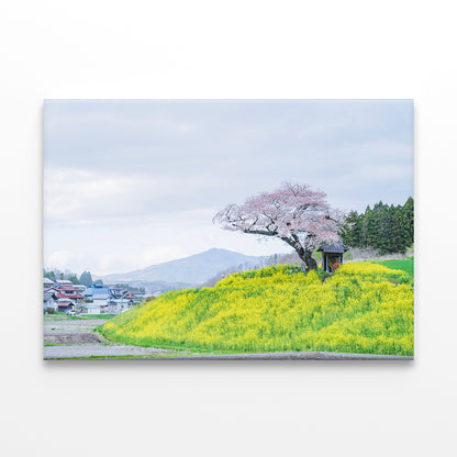 Ozawa Cherry Tree in Tamura City, Japan  Wall Art Decor 100% Australian Made