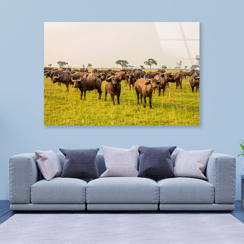 A Herd of Buffalo Grazing In a Field in Uganda Acrylic Glass Print Tempered Glass Wall Art 100% Made in Australia Ready to Hang