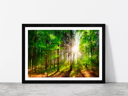 Sunlight Shining In Forest Glass Framed Wall Art, Ready to Hang Quality Print With White Border Black