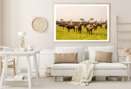 A Herd of Buffalo Grazing In a Field in Uganda Home Decor Premium Quality Poster Print Choose Your Sizes