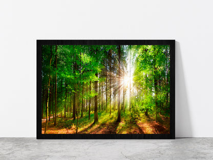 Sunlight Shining In Forest Glass Framed Wall Art, Ready to Hang Quality Print Without White Border Black