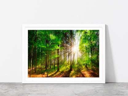 Sunlight Shining In Forest Glass Framed Wall Art, Ready to Hang Quality Print With White Border White