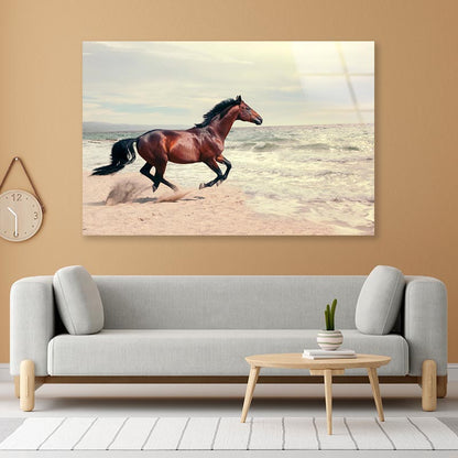 Wonderful Marine Landscape with Beautiful Bay Horse Acrylic Glass Print Tempered Glass Wall Art 100% Made in Australia Ready to Hang