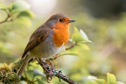 Bird In Family Turdidae, With Beak Open in Profile Home Decor Premium Quality Poster Print Choose Your Sizes