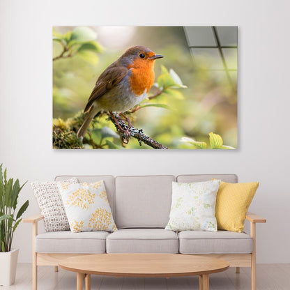 Bird In Family Turdidae, With Beak Open in Profile Acrylic Glass Print Tempered Glass Wall Art 100% Made in Australia Ready to Hang