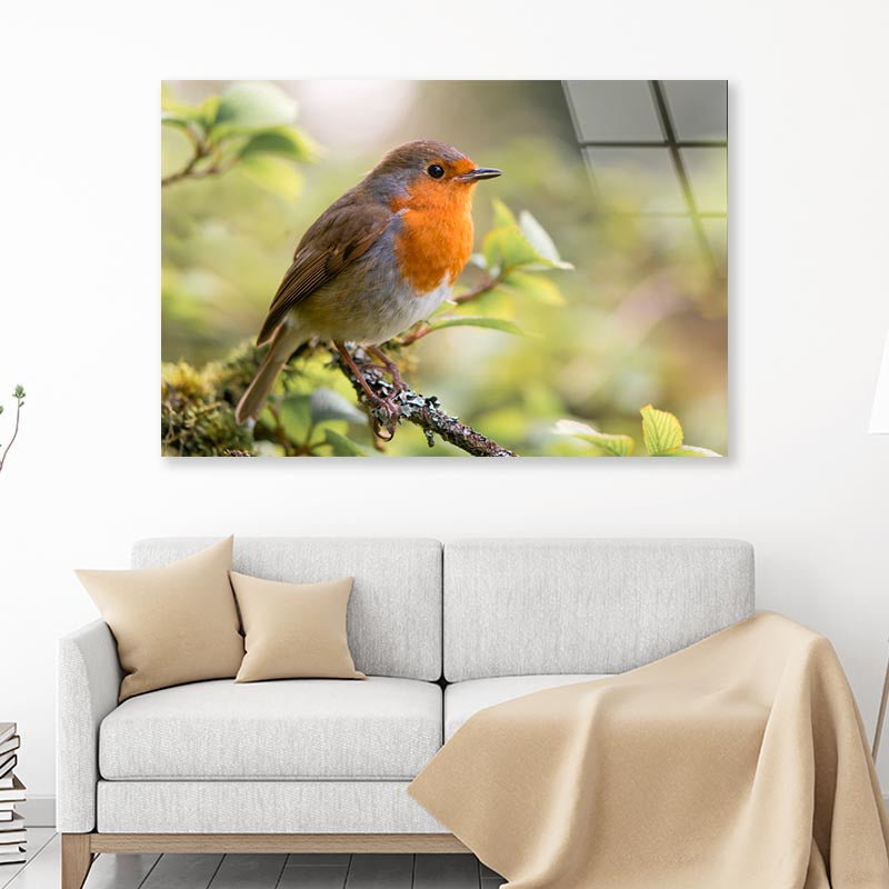 Bird In Family Turdidae, With Beak Open in Profile Acrylic Glass Print Tempered Glass Wall Art 100% Made in Australia Ready to Hang