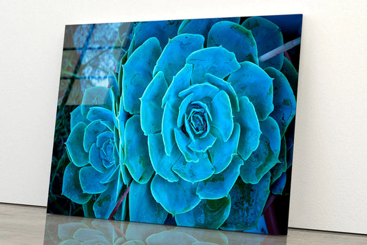 The Green Cactus Plant Acrylic Glass Print Tempered Glass Wall Art 100% Made in Australia Ready to Hang