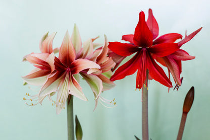 A Group of Red Lily Flowers Print 100% Australian Made