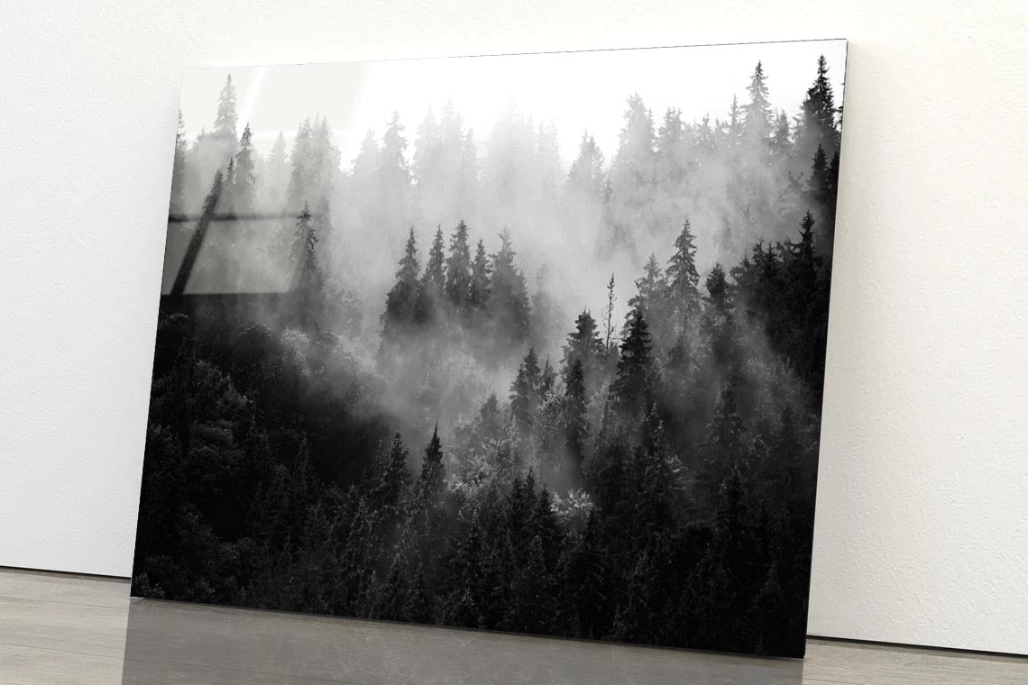 Trees In Mist Black and White Acrylic Glass Print Tempered Glass Wall Art 100% Made in Australia Ready to Hang