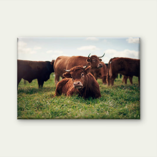 Limousin Bull French Farm Wall Art Decor 100% Australian Made