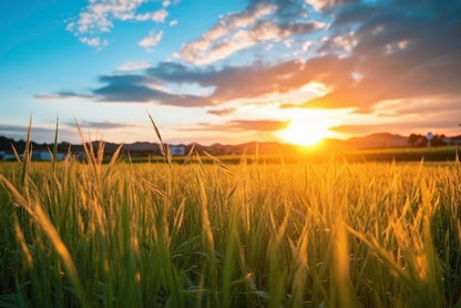 Peaceful Grassland Scenery on Sunset Home Decor Premium Quality Poster Print Choose Your Sizes