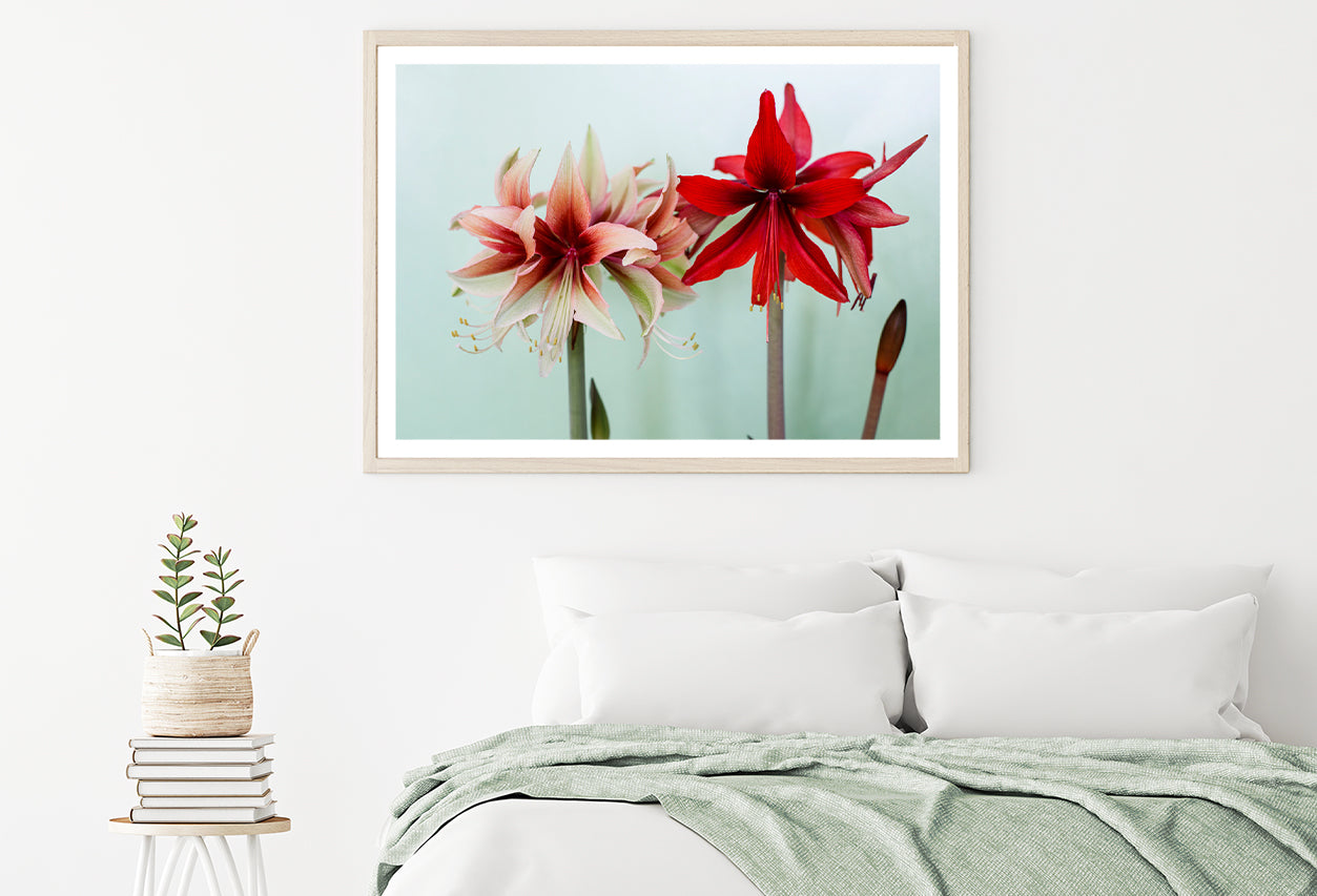 A Group of Red Lily Flowers Home Decor Premium Quality Poster Print Choose Your Sizes