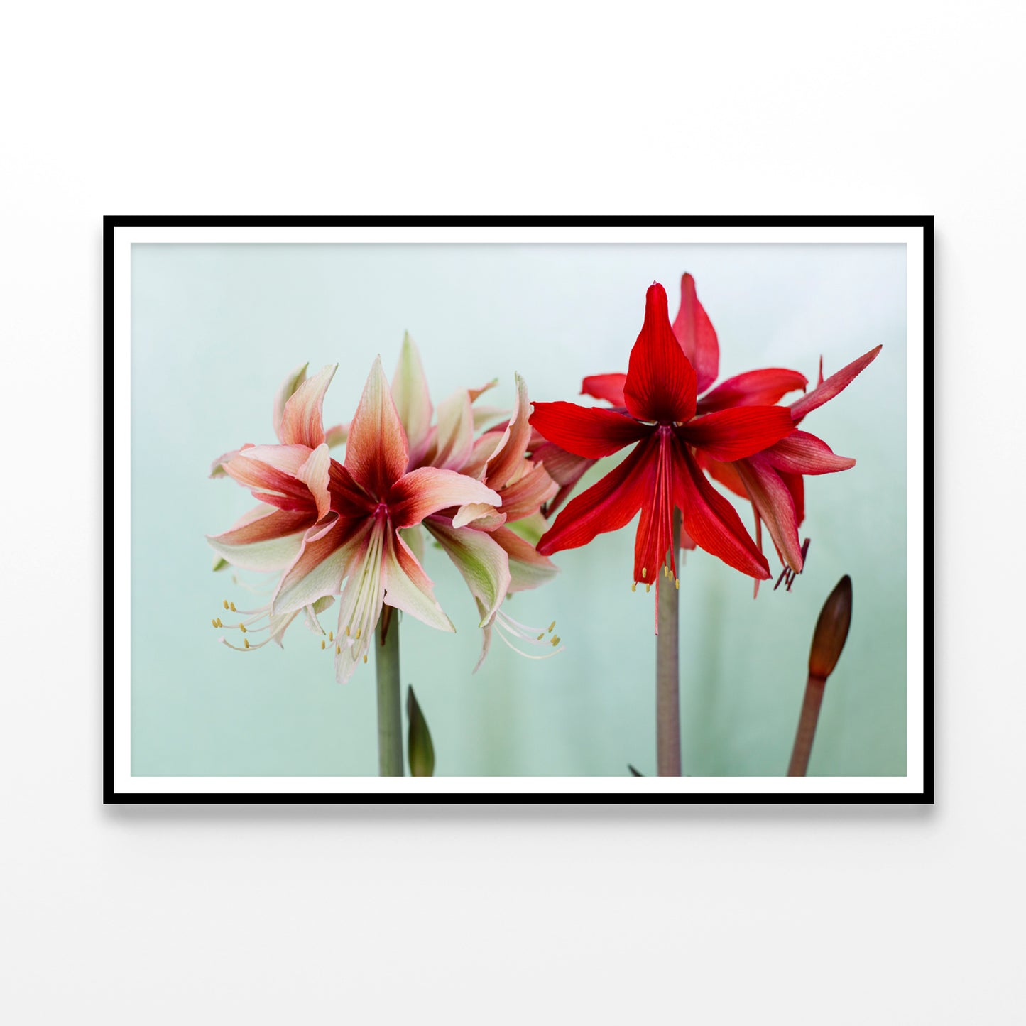 A Group of Red Lily Flowers Home Decor Premium Quality Poster Print Choose Your Sizes